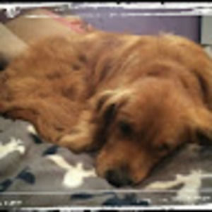 Meet your Posher, Randy